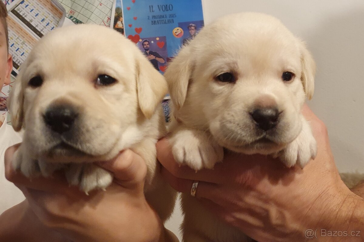 Labrador - černá a smetanová štěňátka - 13