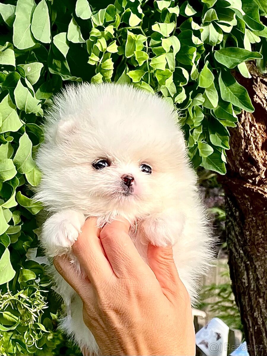 POMERANIAN S PP FCI - ch.s. z Malebného povltaví - 13