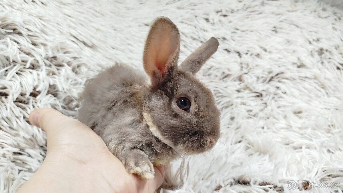 Zakrslý beránek,králíček,králík -(REX)-DIANA - 13
