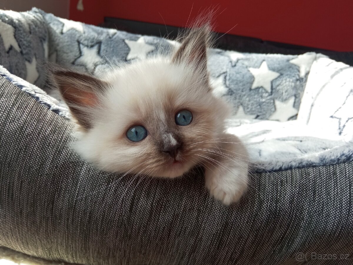 Kocourek Ragdoll ke krytí - 13