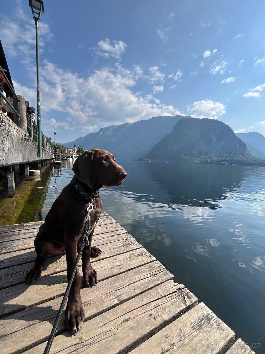 Německý ohař krátkosrstý hnědý - 13