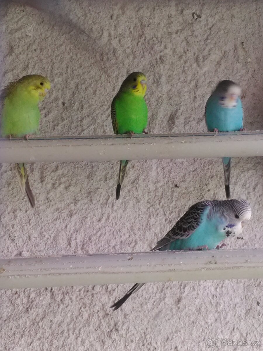 ANDULKA VLNKOVANÁ - 13