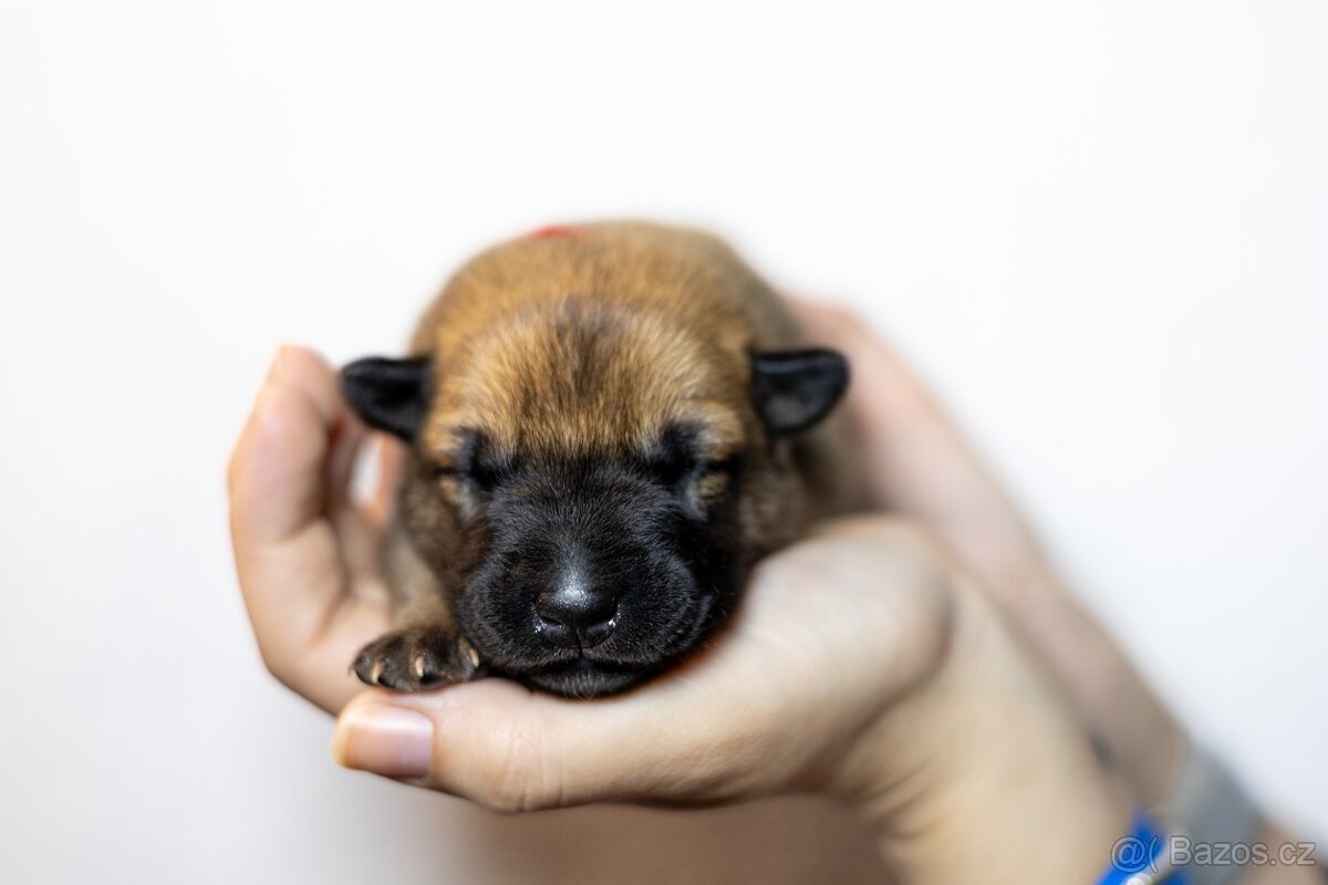 Belgický ovčák Malinois - 13
