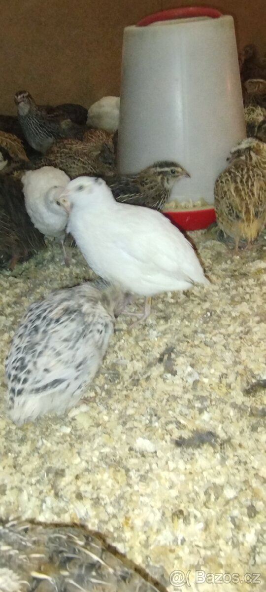 Křepelka slepice - 13