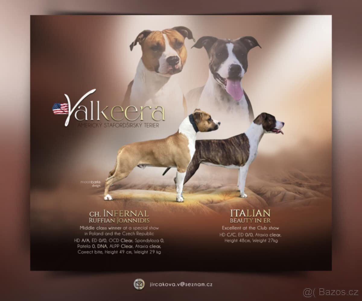 Americký stafordšírský teriér - 13