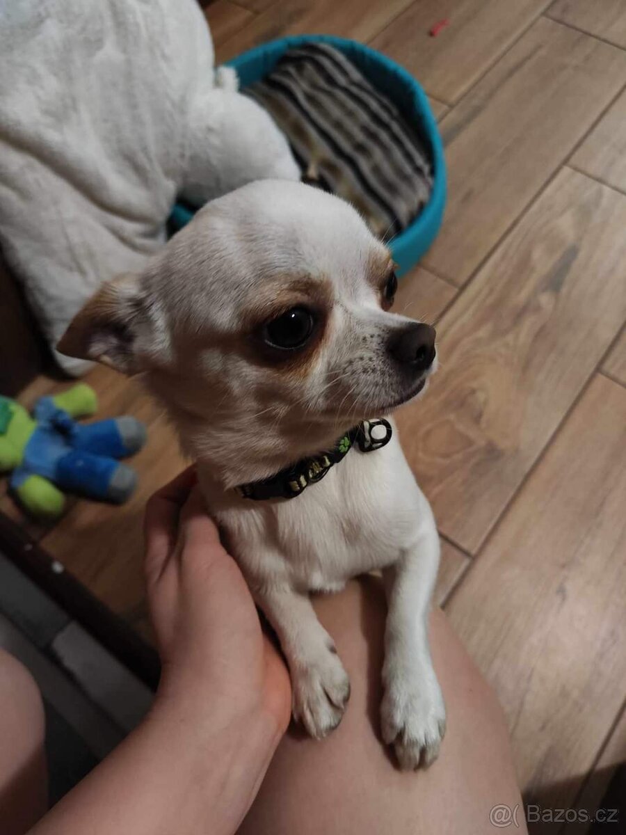 Čivava X Pražský Krysařík - 13