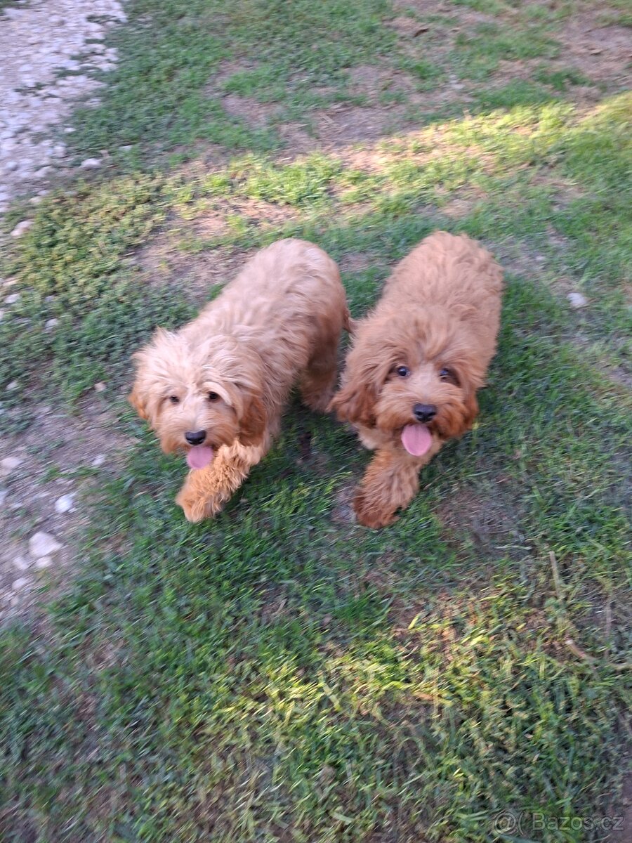 Cavapoo,cavapo - 13