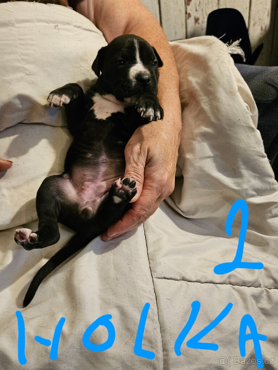 Štěňátka Pitbulla prodám - 13