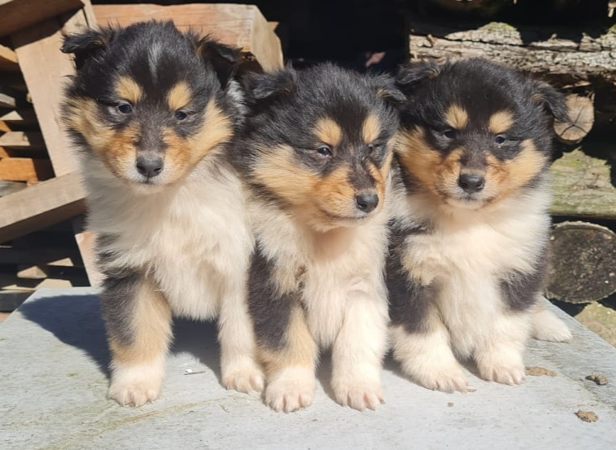 Kolie dlouhosrstá - 13