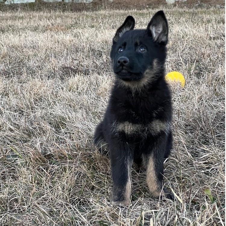 Německý ovčák-štěňata - 13