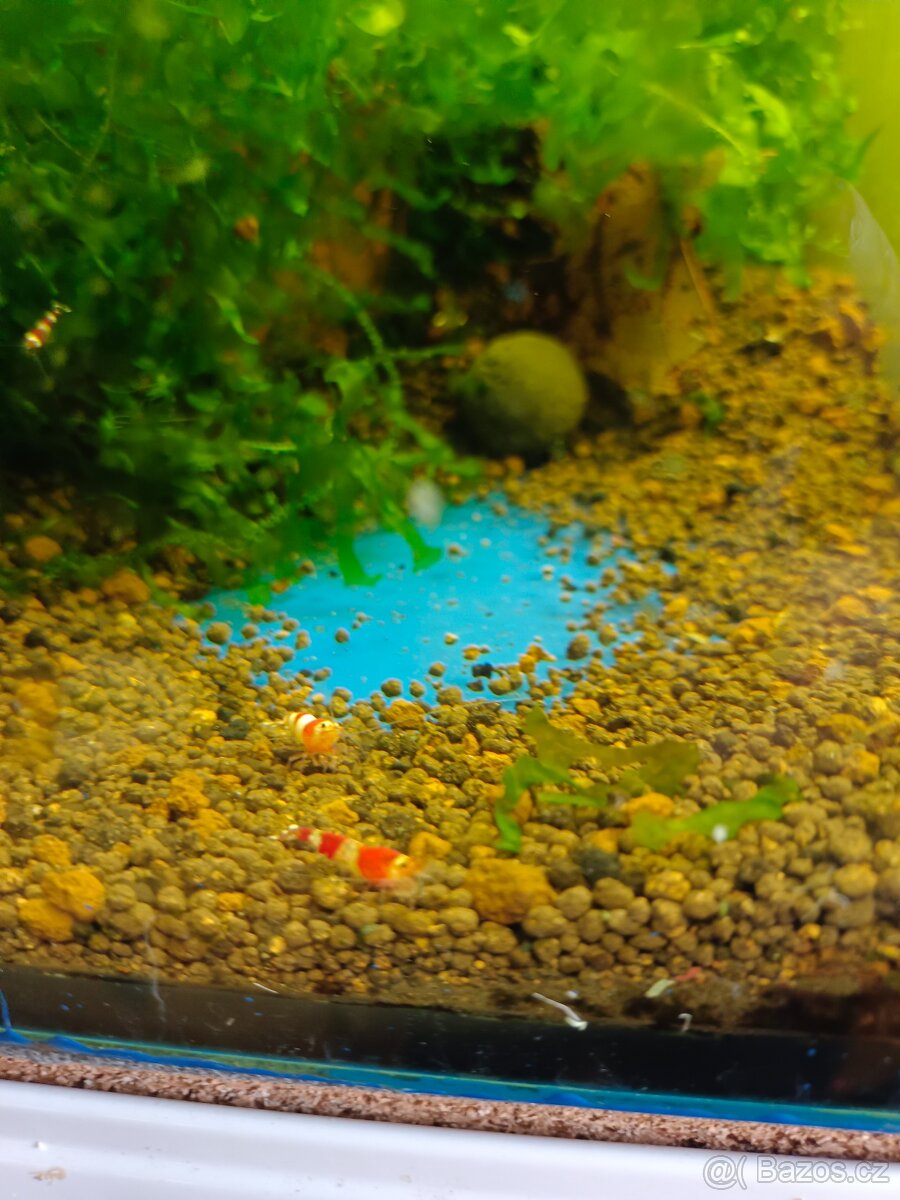 Prodej krevetek a doplňků - 13