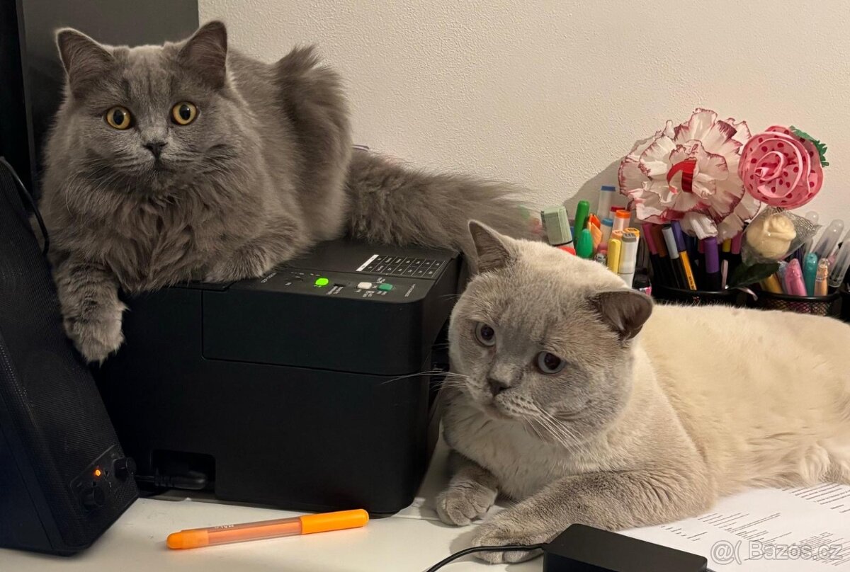 Britská koťata - 13