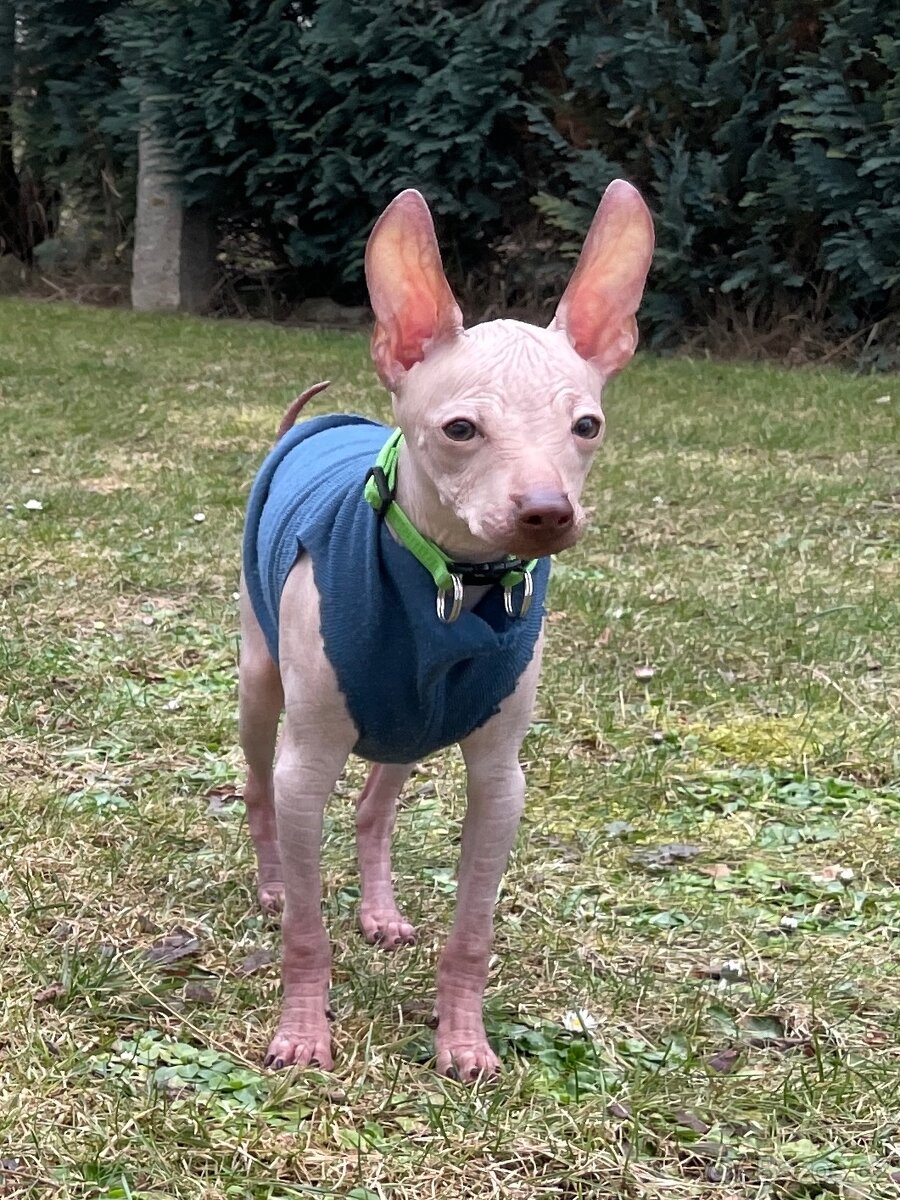 Peruánsky naháč malý - Anthoni - 13