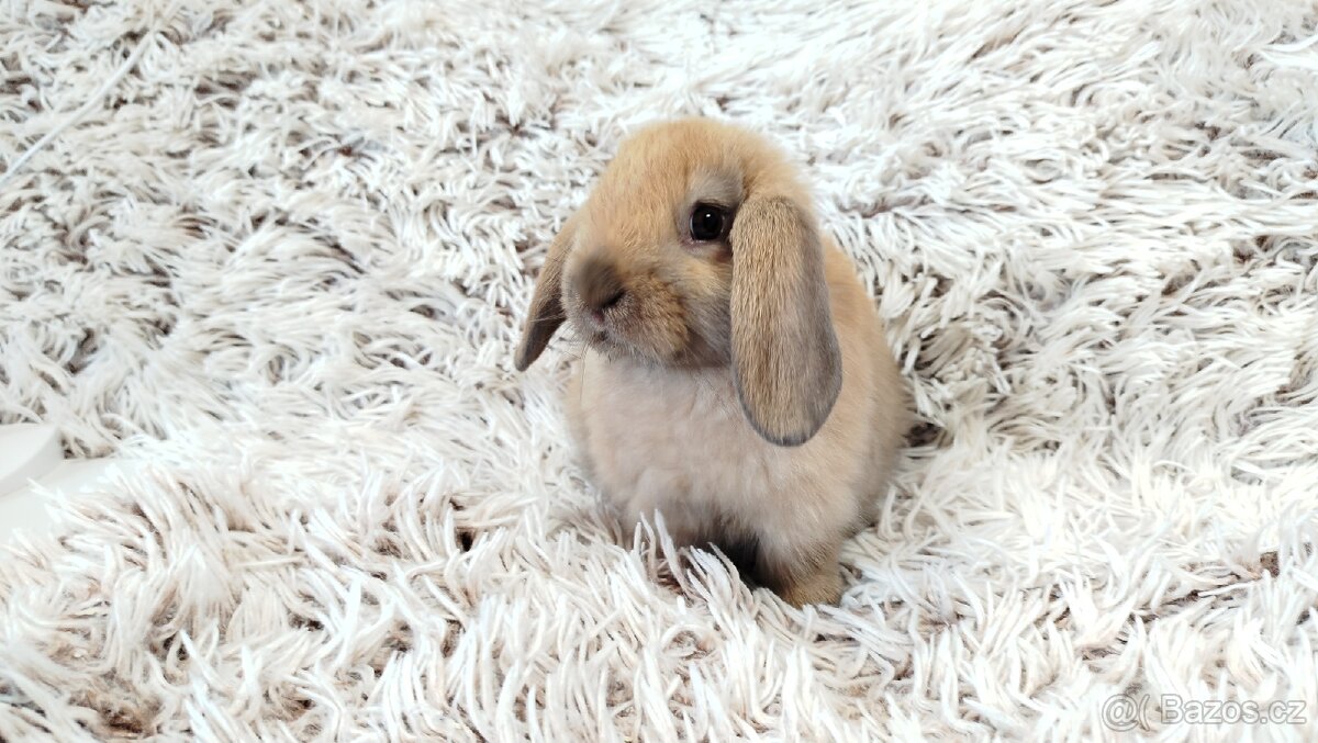 Zakrslý beránek, králíček, králík - JIJI - 13