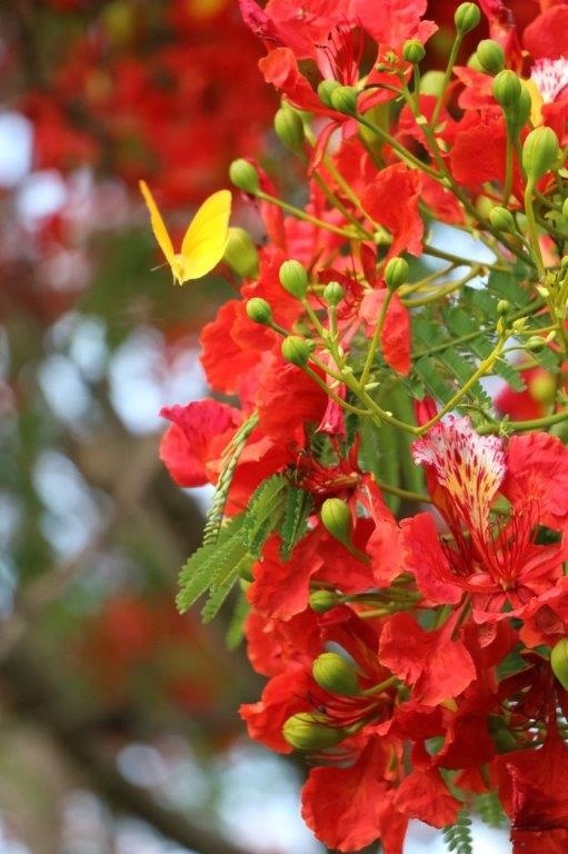 Nova privatni vila v tropech-Yucatan, 140 m2,cesky majitel - 13