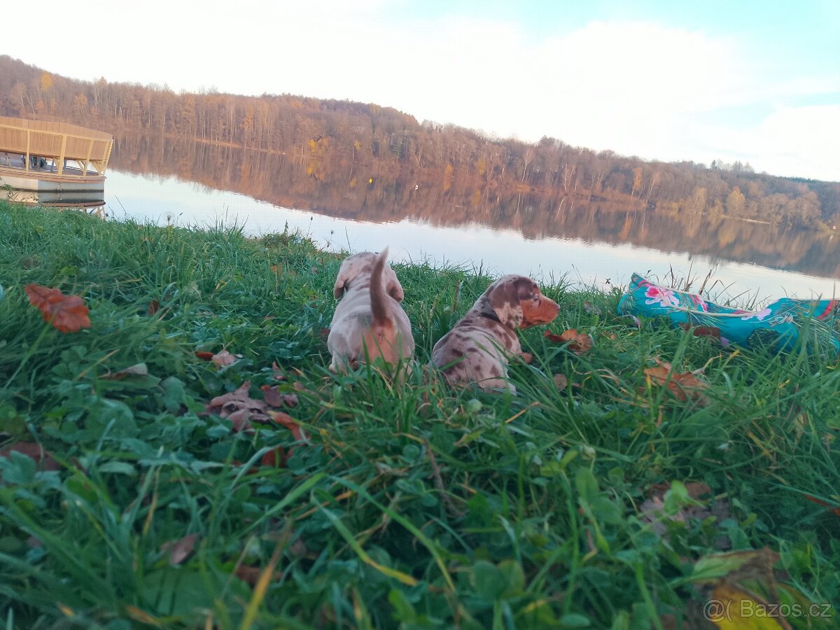 Trpasličí hladkosrstý jezevčík - 13