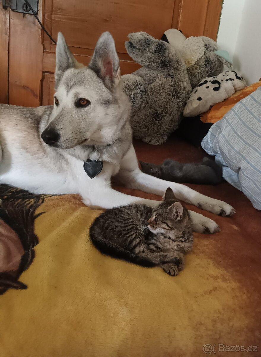 Rezervace husky štěňat - 13