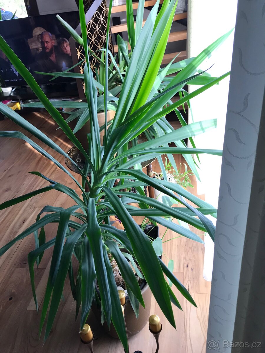 Aloe vera a jiné květiny - 13
