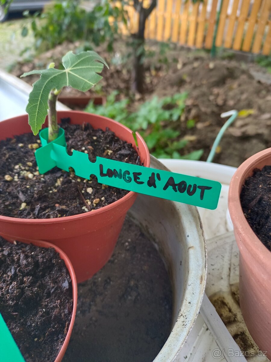 Fíkovníky Hardy Chikago, Ronde de Bordeaux 280Kč - 13