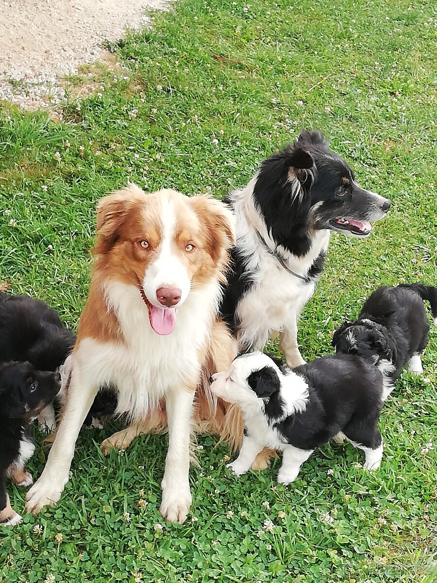 Prodám štěňata BORDER KOLIE-Šumava - 13