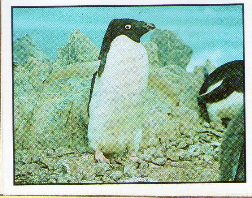 Encyklopedie ohrožených zvířat WWF Lutra Panini (1991) - 13