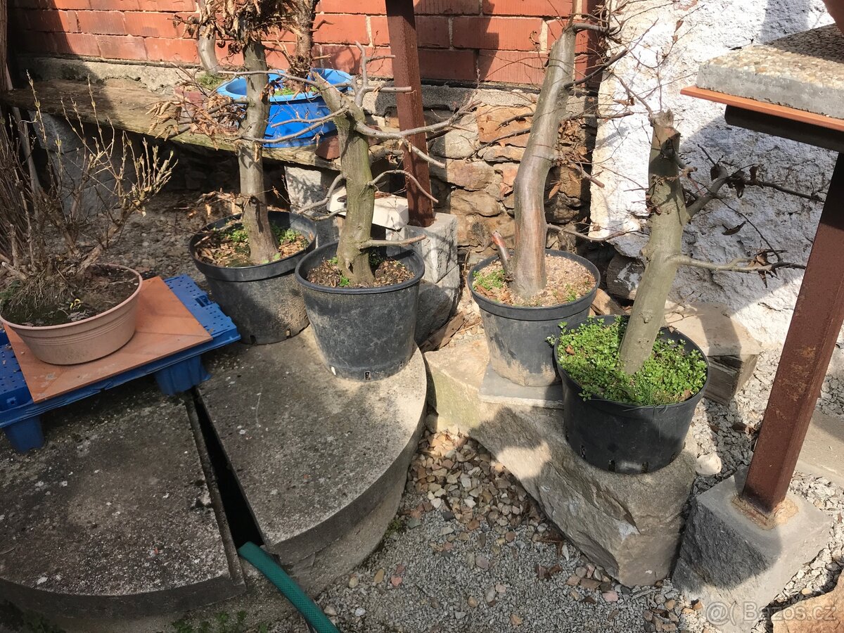Bonsai bonsaj - 13