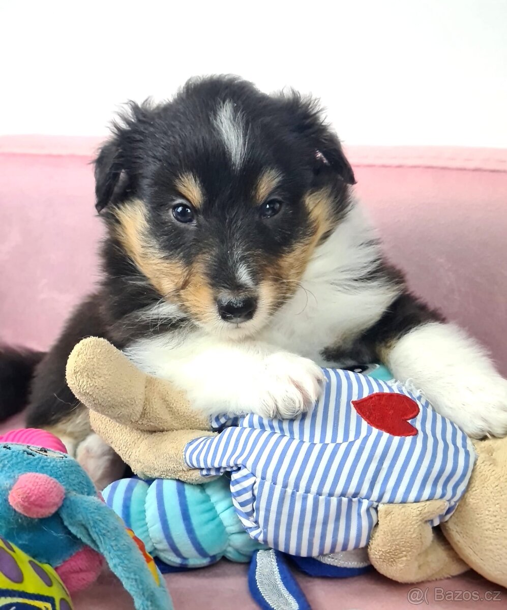 Owczarek szetlandzki piesek trikolor - 13