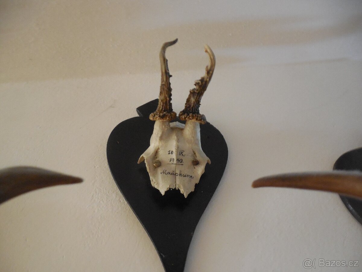 Srnčí parůžky - 13