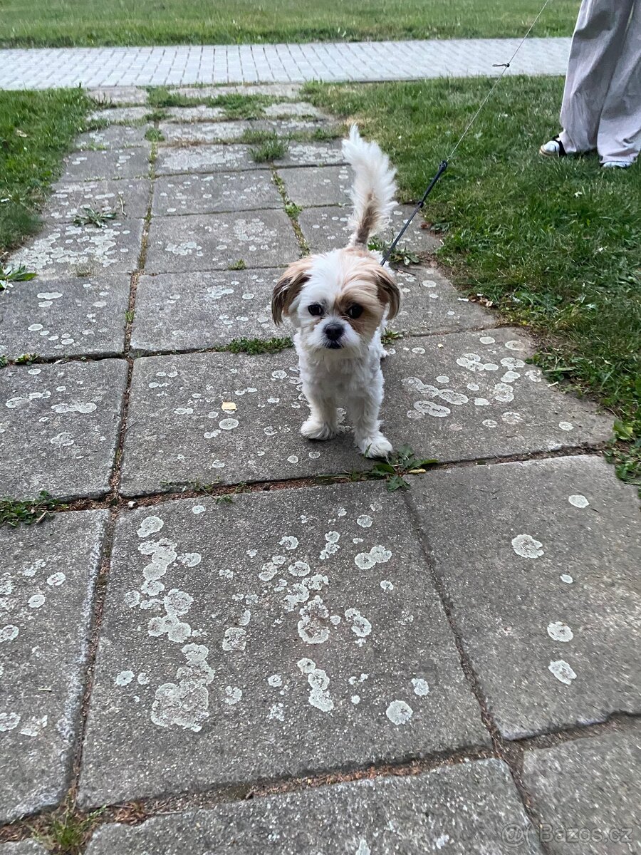 Shih-tzu pejsek, 2 roky - 13