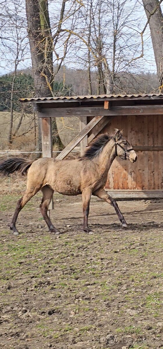 TOP klisnička PSL - 13