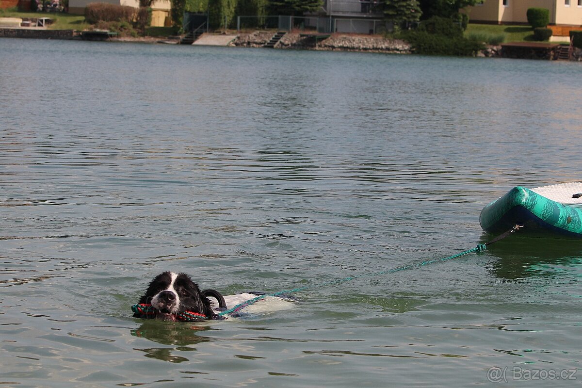 Landseer - štěňata s PP - 13