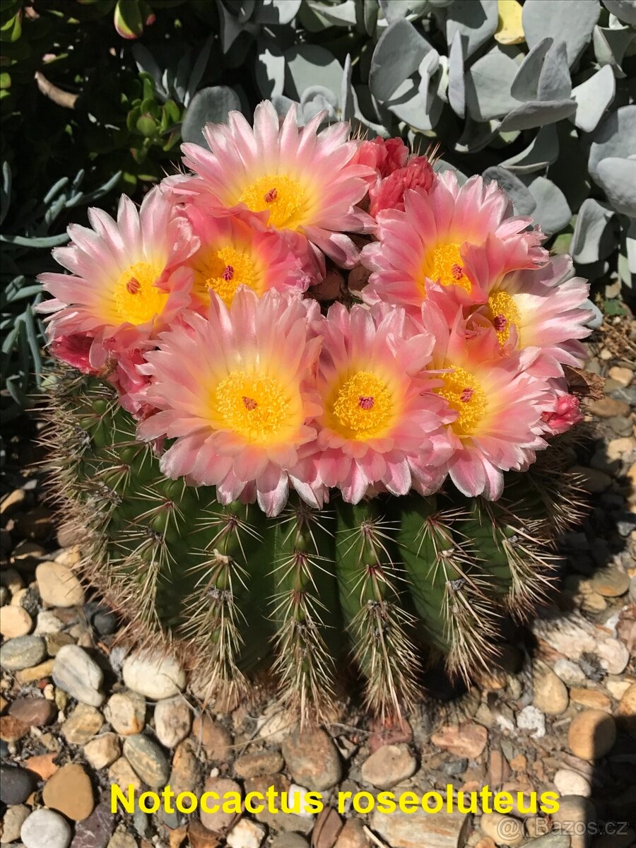 Semena kaktusů - 13