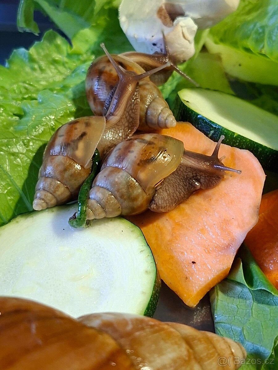 Karamelky a retičky🐌 - 13
