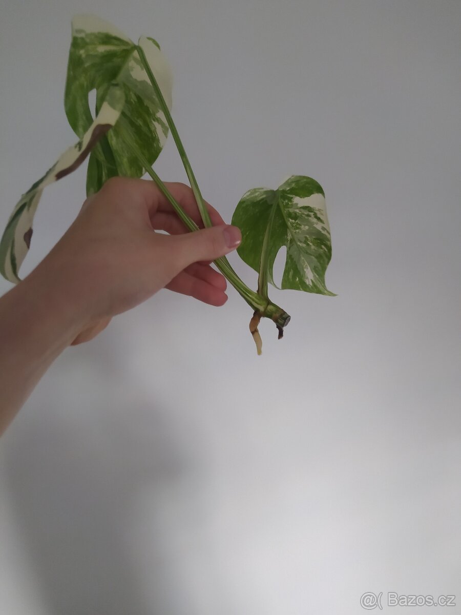 Monstera Albo Variegata - 13