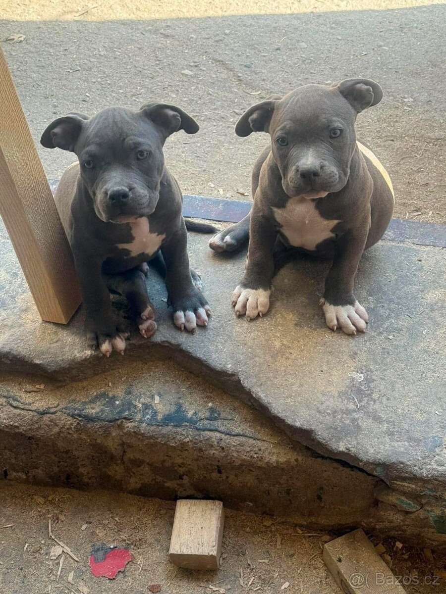 American Bully Pocket Muscletone Roco krasne stence - 13