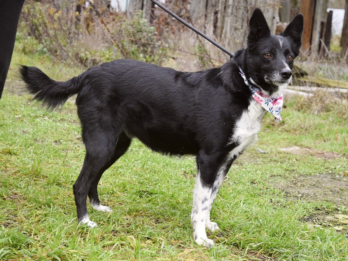 Naja hledá domov - 13