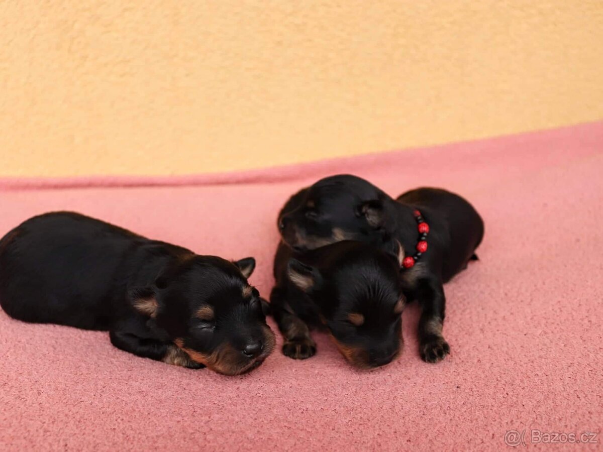 pražský krysařík-nabízím krytí - 13