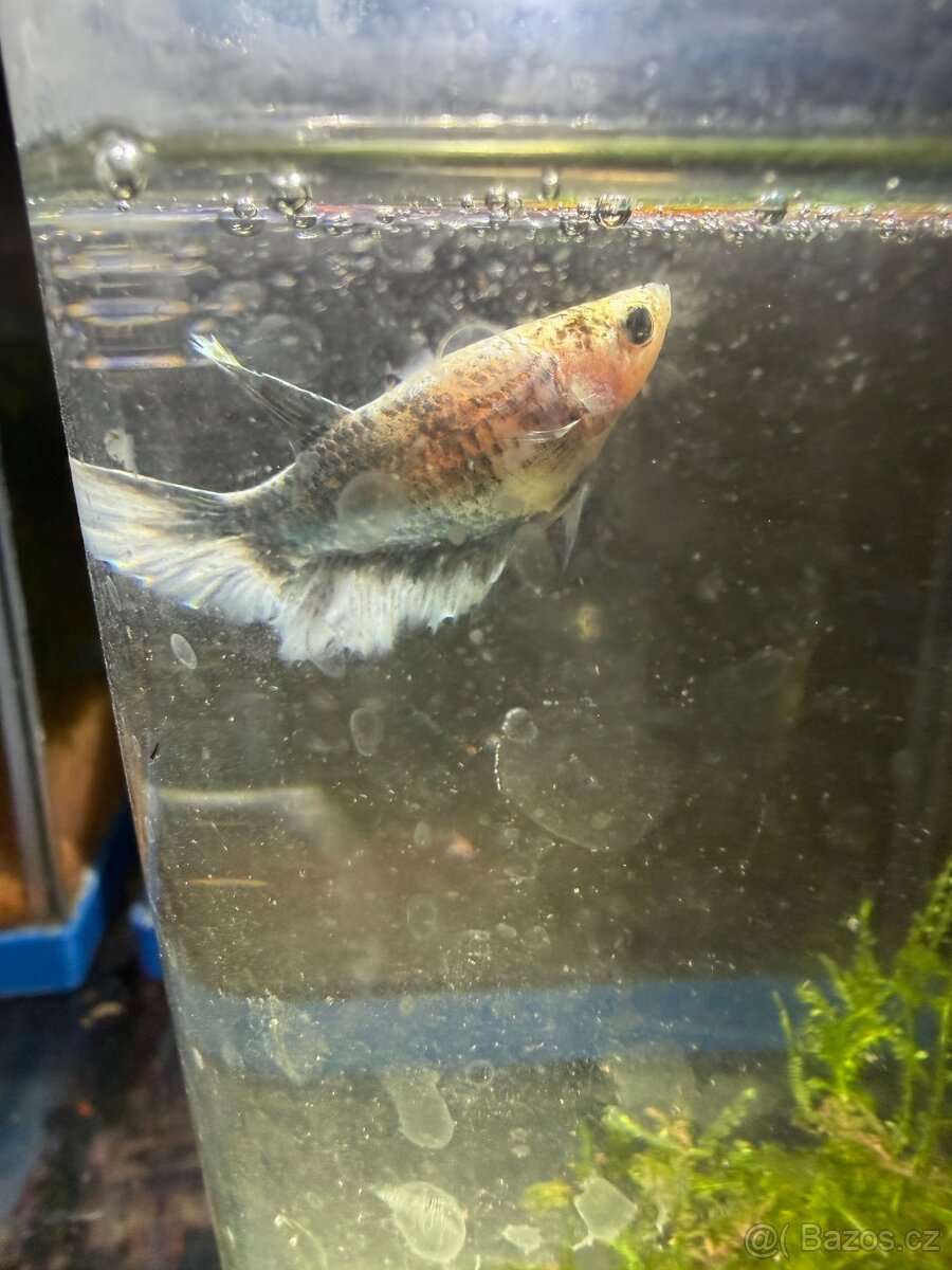 Betta bojovnice - 13