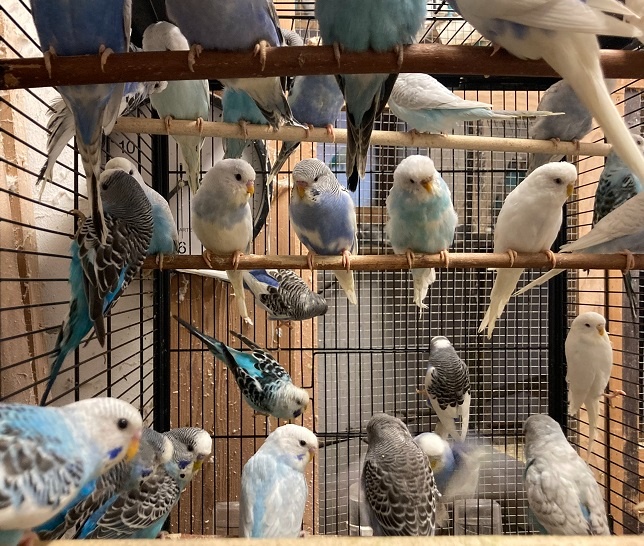 Prodám Andulky modrobílé - 13