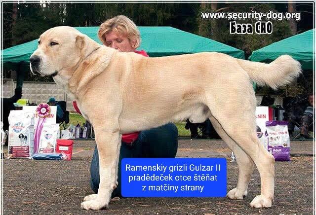 SAO-Středoasijský pastevecký pes-štěňata - 13