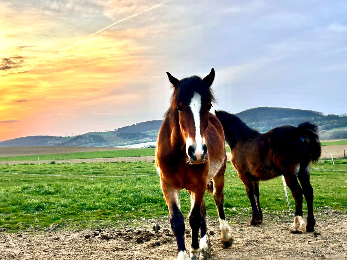 Welsh Cob D kobylka - 13