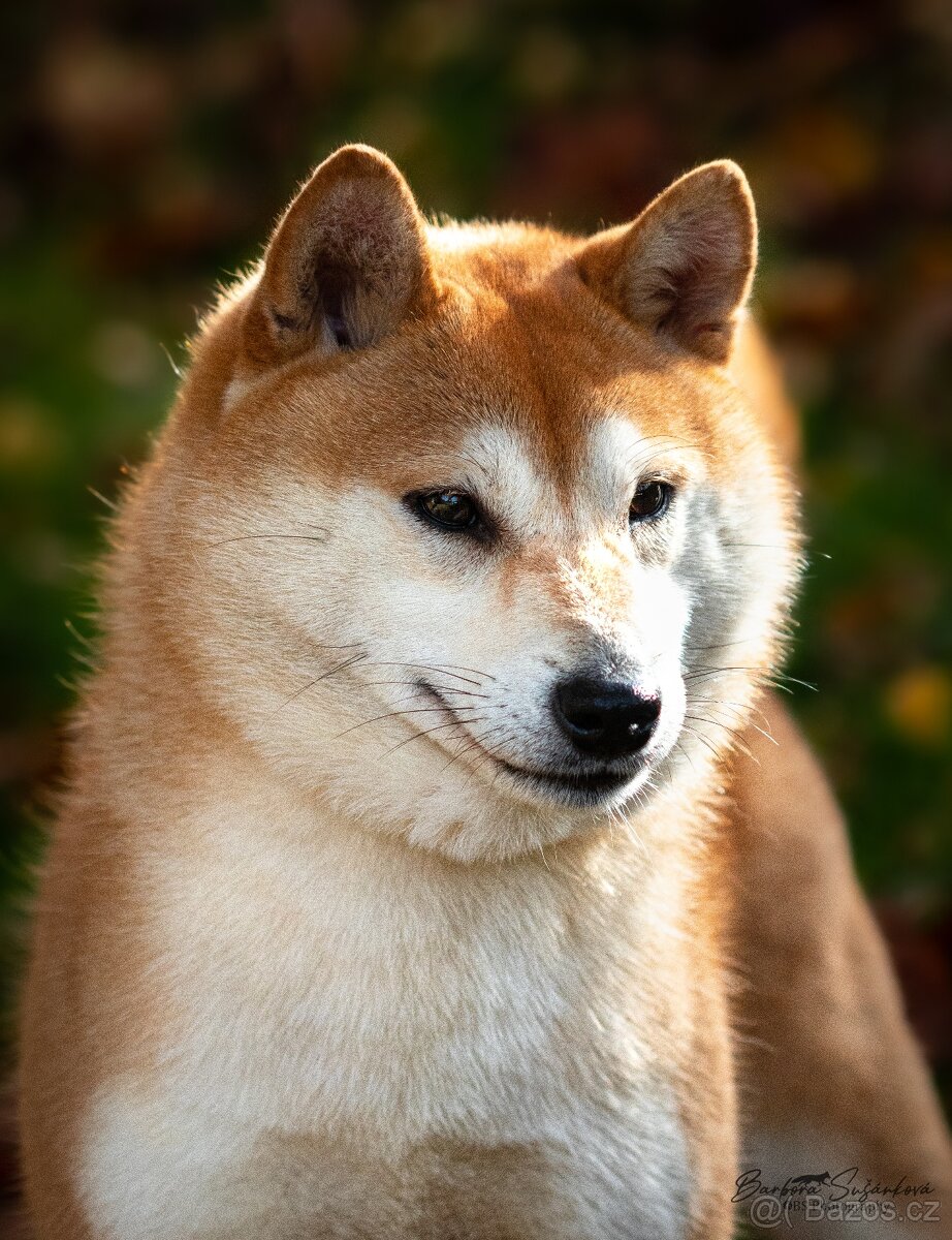 Shiba s PP FCI - 13