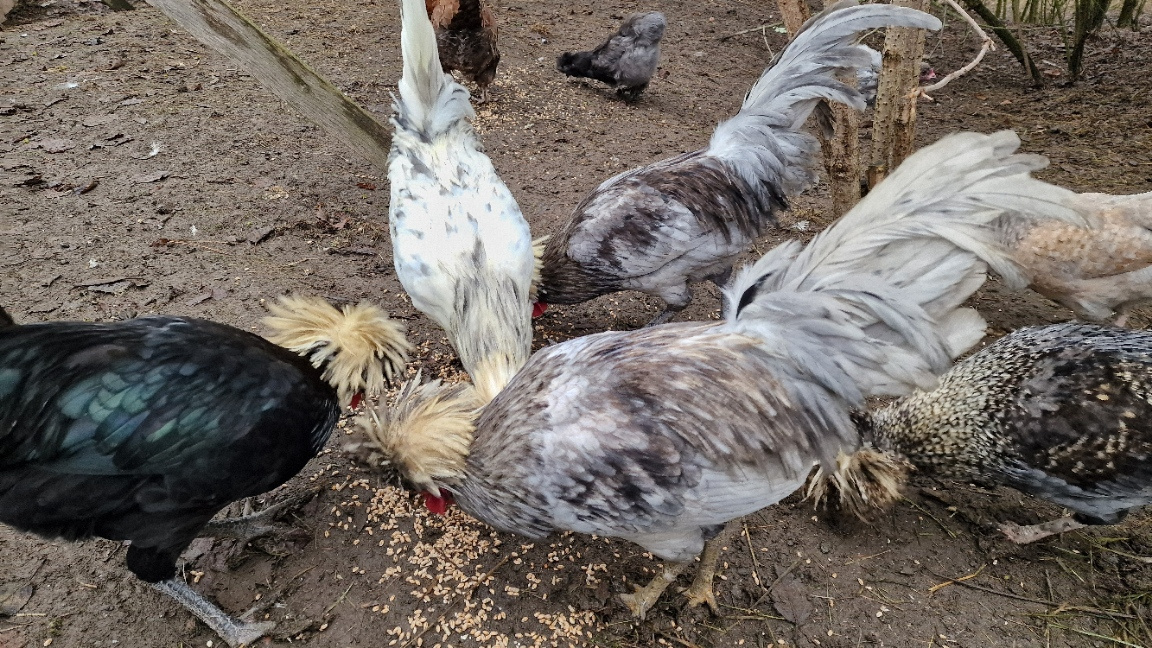 Kohouti Holanďanky, Hedvábničky - 13