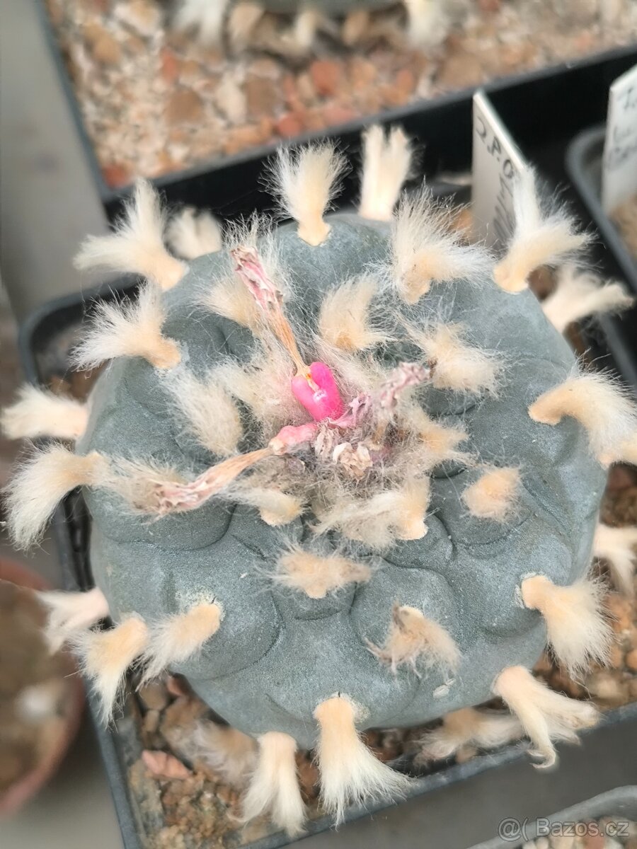 Kaktusy a sukulenty - 13