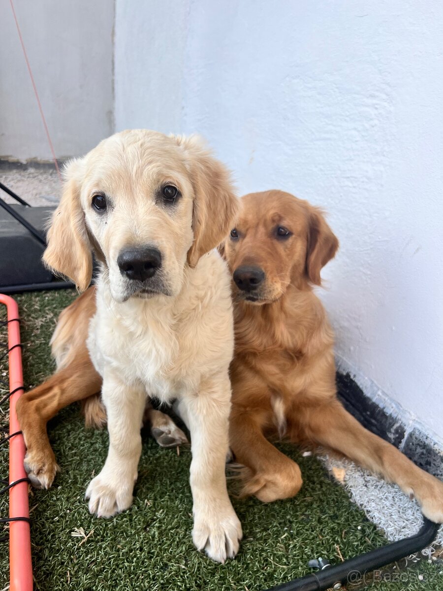 Kluk zlatého retrívra - 13