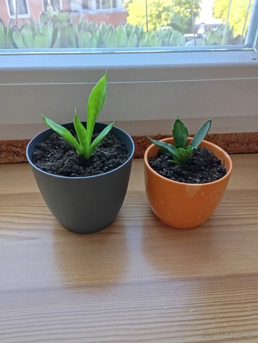 netřesk,ačokča,aloe,držák na truhlíky - 13