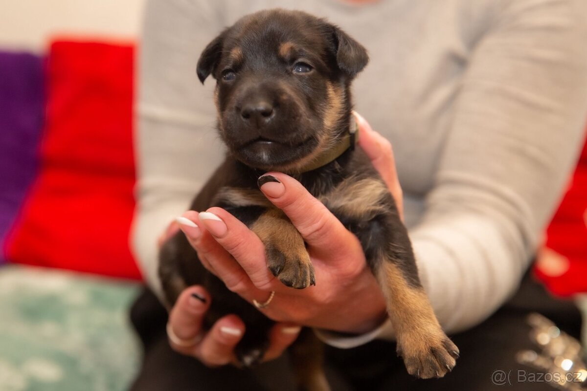 Štěňata křížence - 13