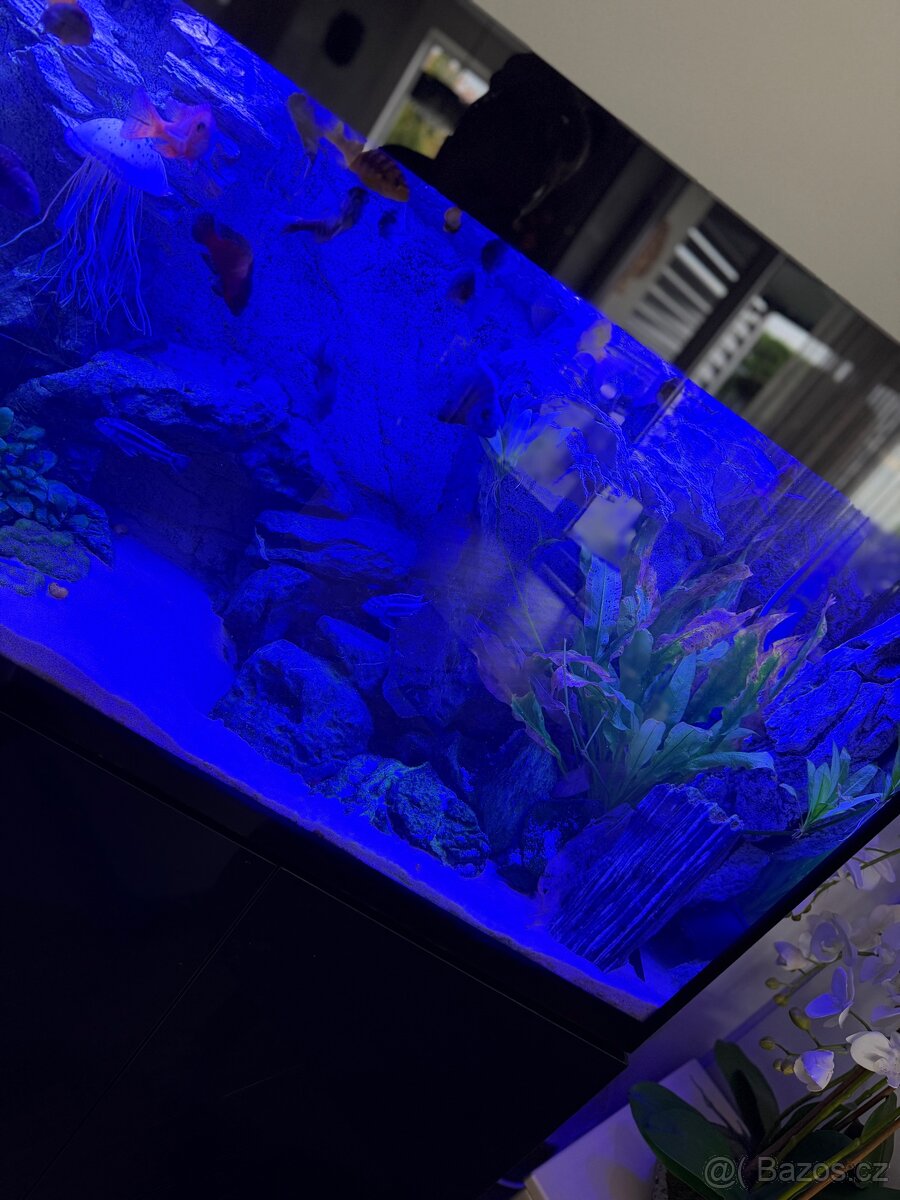 Luxusní vybavené akvárium + ryby - 13