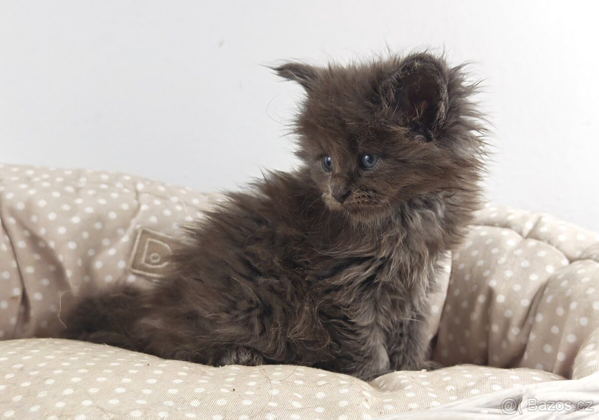 Mainská mývalí koťátka s PP - 13