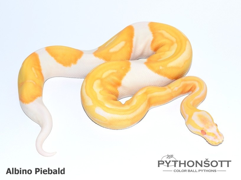 Mláďata Krajty královské - Python regius - 13